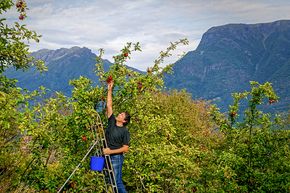 Ikke bare øl og vin: Hellesnes er også opptatt av å lage cider og henter epler fra egen gård. <i>Foto:  Pål Hellesnes</i>