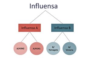 To hovedtyper: Det er to hovedtyper influensa, A og B. Men det er ikke så enkelt. Det finnes en lang rekke undergrupper, og det dukker opp stadig nye etterhvert som de muterer. <i>Foto:  Klüwer, Birgitte</i>