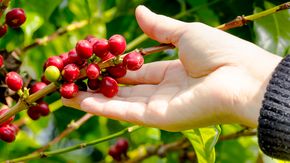 Attraktive. Modne kaffebønner er ettertraktet vare – årsproduksjonen ligger på 9,5 millioner tonn – av det kjøper hver nordmann knapt 10 kilo. <i>Foto:  Waraphan/Colurbox</i>