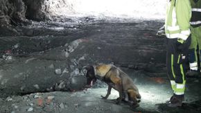 Firmaet Eksplosivhunder har hunder som tidligere tilhørte Forsvaret, og brukes ofte til å lete etter gammelt sprengstoff i tunneler som skal rehabiliteres. I Rustandtunnelen markerte de ti ganger for rester av gammel dynamitt.