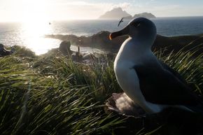 På redet: Albatrossene på Sør-Georgia er filmet ned ny optisk teknologi. <i>Foto:  John Aitchison</i>