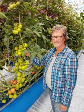 Nibio-forsker Michel Verheul kunne konstatere at tomatavlingene økte med 20 prosent ved bruk av CO₂ fra luft i et lukket veksthus. <i>Foto: Greencap Solutions</i>