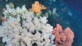 Hypotesen til matematikerne er at de indre bølgene er helt nødvendige for at korallrevene får næringen sin. <i>Foto:  Jan Helge Fosså, Havforskningsinstituttet.</i>