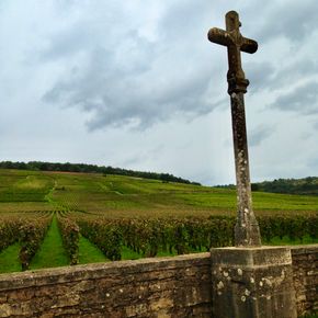 Romanée-Conti i Burgund er kanskje verdens mest berømte vingård, og folk overnatter i telt utenfor Vinmonopolet for å få tak i vinene herfra. Men vil de klare beholde denne posisjonen i mange tiår framover? <i>Foto:  Svein-Erik Hole</i>