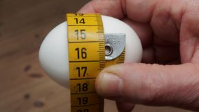 Mangler du vekt kan et målebånd være nok til å bestemme eggets størrelse, og dermed riktig koketid. <i>Foto:  Joachim Seehusen</i>