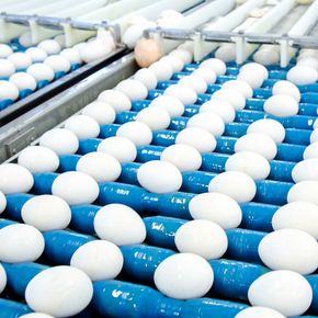 800 tonn eggeskall kan brukes industrielt, både til medisin, helse og lakkering. <i>Bilde:  Sverre Chr. Jarild</i>