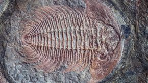 Et eksempel på sakte evolusjon er trilobittene. De endret seg lite gjennom millioner av år. <i>Foto: Iulia Nemchinova, Colourbox.com</i>