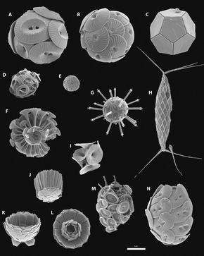 Her er et utvalg av ulike kalkflagellater. <i>Foto:  Science Advances/Wikimedia Commons CC BY-SA 4.0</i>
