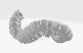 3D-modell av en seksjon av tarmen. <i>Foto:  NTNU</i>