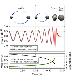 Gravitasjonsbølge fra to sorte hull som spinner rundt hverandre (Inspiral) inntil de smelter sammen (Merger og Ringdown), fanget opp av LIGO. Den røde sinuskurven viser hvordan bølgen får avstanden mellom detektorene til å oscillere. Det hele er over i løpet av et øyeblikk. <i>Illustrasjon:  B. P. Abbot et al</i>