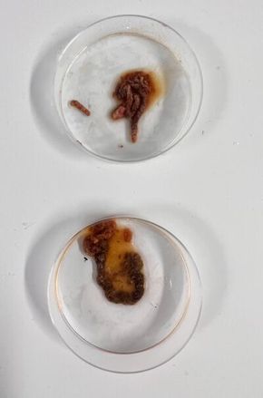 Bildet viser avføringen fra to sei. Slike prøver blir brukt til å måle karbonlagringsbidraget til fisk. <i>Foto:  Jesper Nilsen Negård</i>