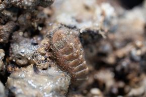 Ischnochiton variegatus hentet opp fra havbunnen på en karbonatstein. <i>Foto:  Jørn Berger-Nyvoll/UiT</i>