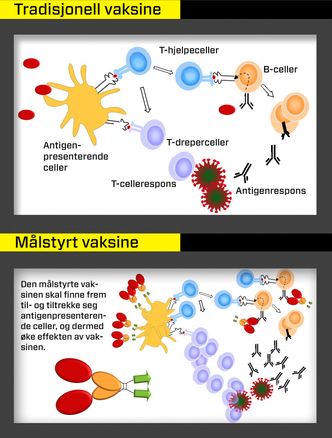 Vaccibodys vaksine er målstyrt, som betyr at den skal finne fram til cellene som kan stoppe sykdommen man blir angrepet av.