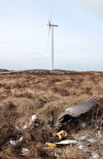 OverførbartPå avstand: En av tre voksne havørn som dør i nærheten av vindparken, dør på grunn av kollisjoner. Også produksjonen av fugleunger påvirkes, men bare innenfor en radius av en kilometer fra vindparken.
