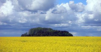 Blomstrende rapsfelt i Skåne, Sverige. Raps brukes blant annet til å produsere biodiesel. Bilde:  Colourbox.com