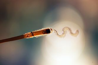 Måler hjertet: Den lille sensoren er bølgeformet for å kunne festes til hjertet. Den neste generasjonen vil bli betydelig mindre.