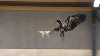 LOW-TECH: Ørn setter klørne i en drone.