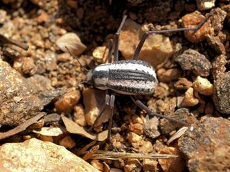 Inspirasjonskilden: Ørkenbillen stenocara gracilipes fra Namib-ørkenen i Afrika. Foto: Hans Hillewaert /, CC BY-SA 3.0