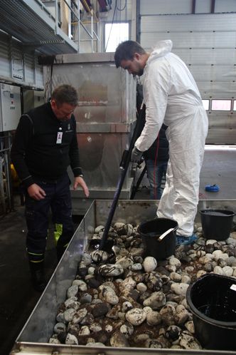 Strandrensk utføres i hovedsak av frivillige. Trollstokk er så enkel at den kan brukes av alle etter kjapp innføring. Foto: NOFO/Ståle Jensen