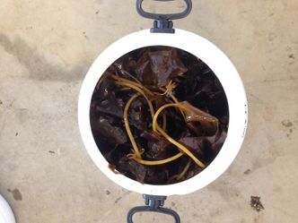 Frø fra morplanter på Frøya tas med til klekkeriet i Trondheim, hvor frø og sporer får vokse under kunstige betingelser i åtte uker. Foto: Seaweed Energy Solutions