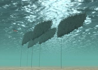 Under vann: SES' pantenterte metode går ut på å feste taresporer til vertikale flak, som flyter i sjøen og forankres i sjøbunnen. Foto: Seaweed Energy Solutions