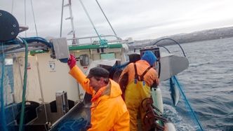 Første sei på dekk i fjor om bord i el-sjarken Karoline. Foto: Selfa Artctic