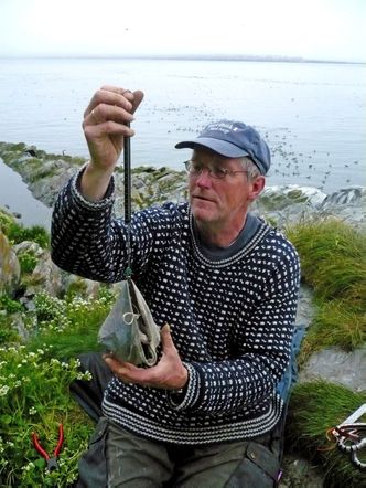 Robert Barrett veier lomviunger på Hornøya i juli 2008. Foto: Adrien Brun