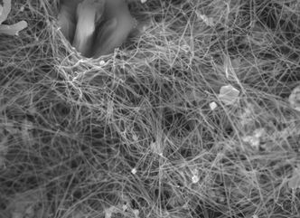 Foto av resultatene fra elektronmikroskopet. Foto: Bergen Carbon Solutions