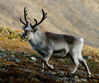 svalbardrein_pho5401web (002)_edited. Foto: Per Harald Olsen