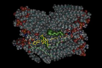 Antibiotika: Et digitalt peptid (i gult) ødelegger en digital membran. Forskere ved DigiBiotics benytter digitale verktøy for å forstå i detalj hvordan antibiotika virker. Denne kunnskapen er basis for design av neste generasjons antibiotika. Foto: UiT