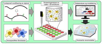 Digitalt vev: 3DLiv vil finne ut hvordan man kan bruke skreddersydde materialer til å styre cellers fysiske form og genuttrykk. Sortering og modellering skal vi videreføre denne forståelsen til mikrovevmodeller som kan utnyttes i forskning og ny vevsteknologi. Foto: NTNU