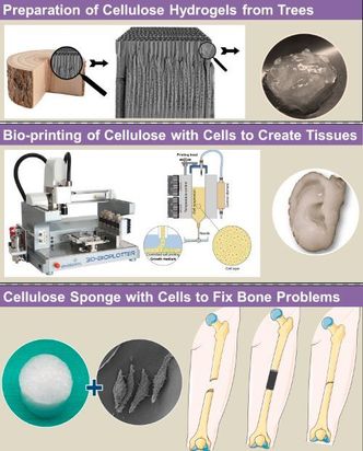 Bilde 1: Først foredles trær slik at man får fram ren cellulose og de tynneste fibrene, fibriller - eller nanocellulose. Fibrillene fremstilles slik at de egner seg som stillas for celler. Disse danner en gel når de dispergeres i vann. 
