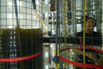 Naturlig: C-Feed kan leverer det samme foret som fiskeyngelen spiser i vill tilstand og resultatene er svært gode. Foto: C-Feed. Foto: Tora Bardal, NTNU