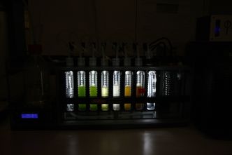 Algeprøver i laben til Sintef Ocean. Foto: Tore Stensvold