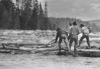 Menneskene har forvaltet naturressursene i alle tider, så også tømmer. Her fra tømmerfløting i Trysilelva. Foto: NTB Scanpix