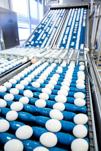 Nyskilte eggeskall produseres i et voldsomt tempo, eggeskilleren til Nortura har kapasitet på 108 000 egg i timen, eller 30 egg hvert sekund. Foto: Sverre Chr. Jarild