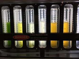 Sintef tror de vil lykkes i algedyrkingen, men det store spørsmålet er hvor dyrt det vil bli. 