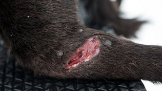 Venstre bakbein har et kjøttsår som blør dersom det ikke påføres riktig press. Foto: Mathias Klingenberg