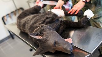 K9 Hero bandasjeres på operasjonsbordet. Foto: Mathias Klingenberg