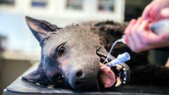 K9 kan intuberes for å utføre kunstig åndedrett. Foto: Mathias Klingenberg