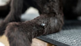 K9 har opplegg for å øve på intravenøs injeksjon. Foto: Mathias Klingenberg