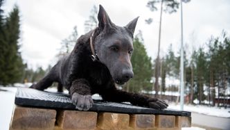 Hero skal, i likhet med ekte belgiske fårehunder, tåle tøffe forhold.  Foto: Mathias Klingenberg