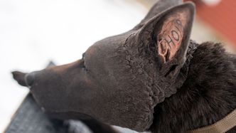 Øret er tatovert, slik at de likner hundene brukt i amerikansk tjeneste. De norske militære hundene blir ikke tatovert. Foto: Mathias Klingenberg
