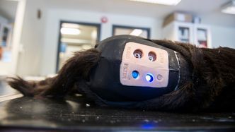 Pelsen skjuler blant annet strømbryteren, samt et sted man kan fylle på blod. Foto: Mathias Klingenberg