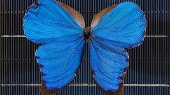 Morpho Didius på en solcelle. Foto: Stuart Hay, ANU