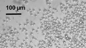 Slik ser cellulose-perlene ut. Foto: Bath University