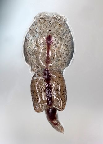 Voksen hunn-lakselus, størrelse 8-12 mm. Foto:  Hommedal, Marit/NTB Scanpix