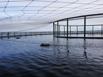 Bøyen er nøytral i vann og kan forflyttes via hjul på kabel som er spent over merden. Inntil to bøyer med noder kan plasseres i hver merd. Foto:  Stingray