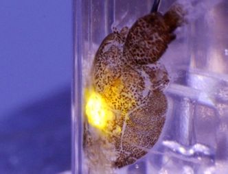 Laserskudd treffer lusa som dør enten med en gang, eller etter kort tid på grunn av skade på skallet (membranen). Foto:  Stingray