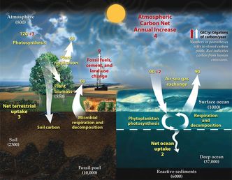 Karbonkretsløpet beskriver utvekslingen mellom karbon i atmosfæren i form av CO2 og opptaket av karbon gjennom fotosyntese i levende organismer på land og i havet, samt det karbonet som lagres i fossiler og frigis ved forbrenning. Foto:  Office of Biological and Environmental Research of the US Department of Energy Office of Science